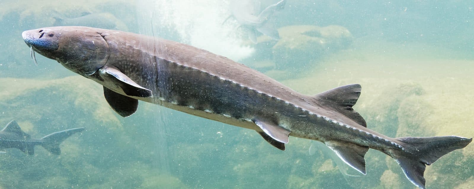 Aquarium du Périgord Noir
